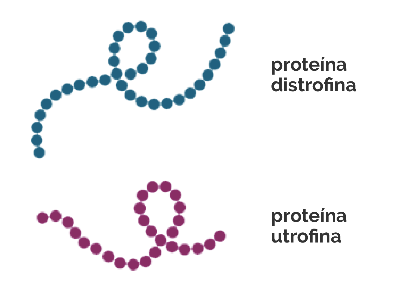 proteina