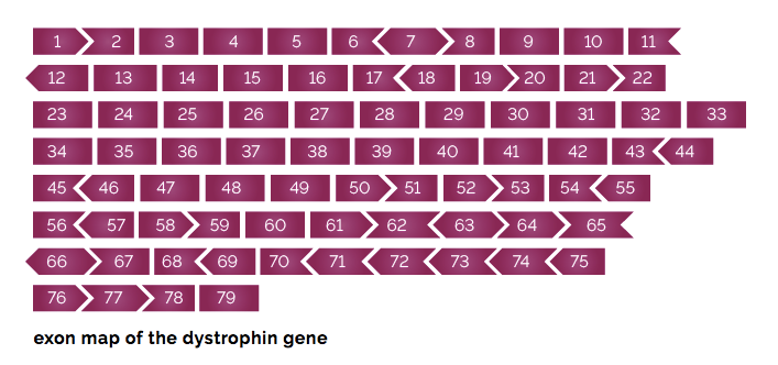 Exon map of the dystrophin gene