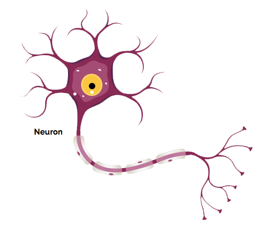 Duchenne Muscular Dystrophy: The Basics | Duchenne.com